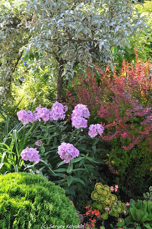 Сад Марковских под Питером Сады и цветы Дзен