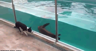 Тюлень и собака