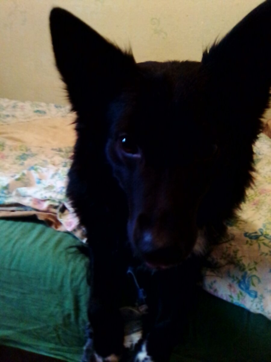 Терпеливый и заботливый.