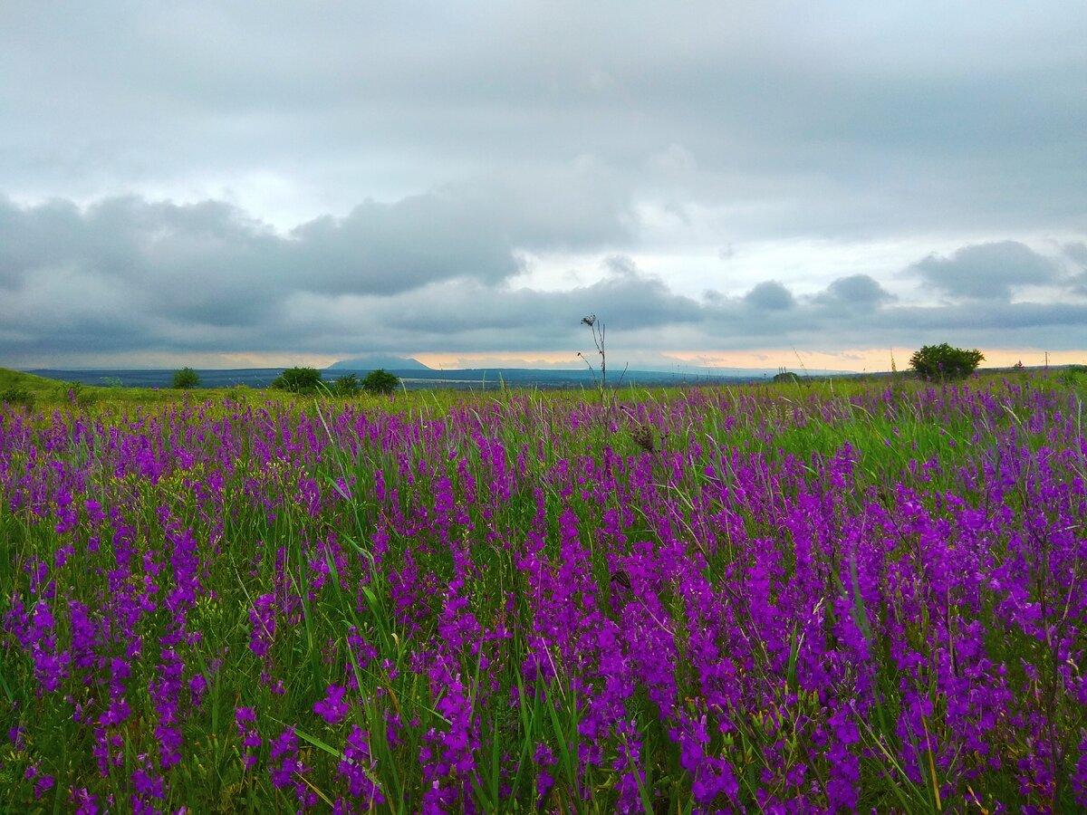 Дельфиниумы