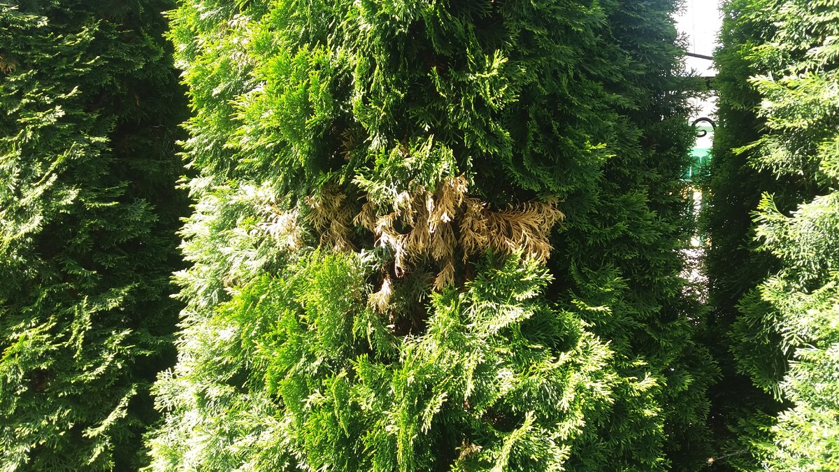 наши испорченные туи