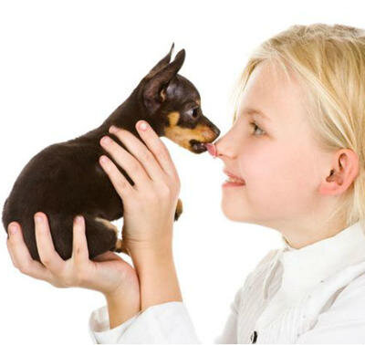 Клинические методы диагностики бартонеллеза у собак: