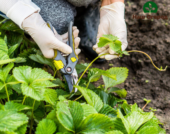 Готовимся к будущему урожаю заранее.