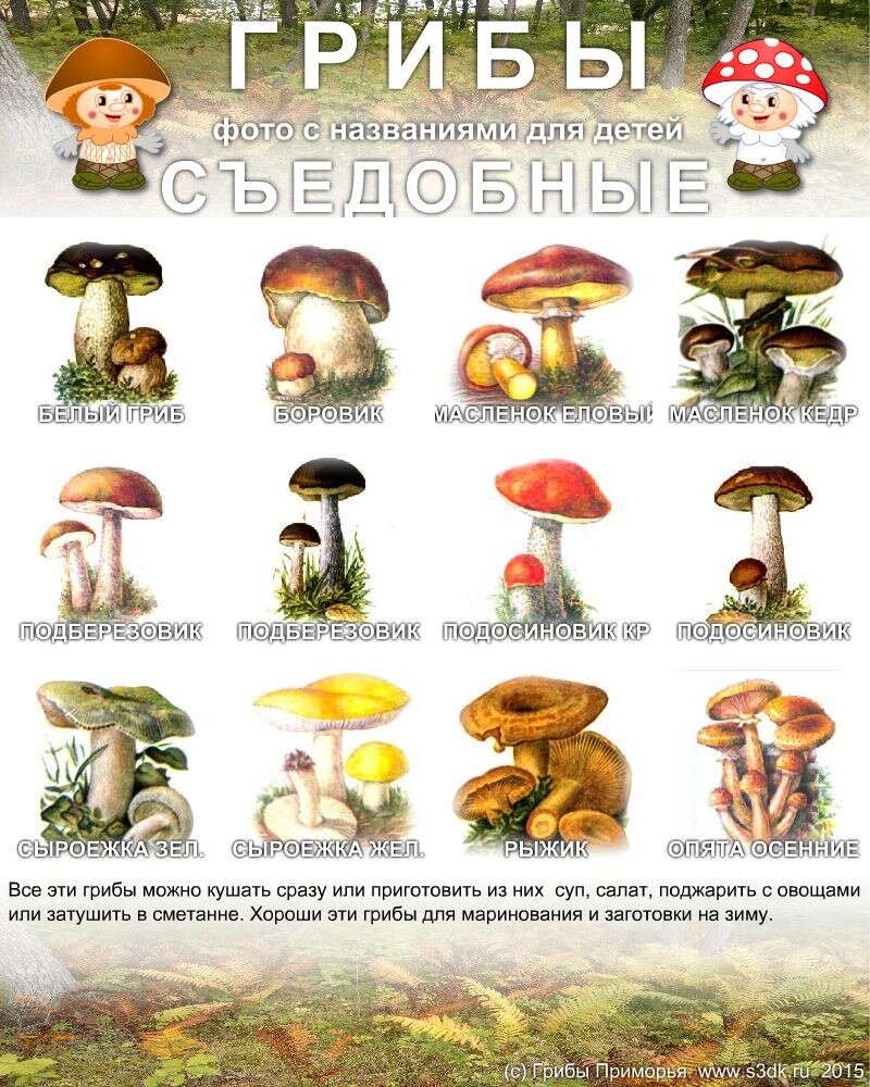 Грибы картинки с названиями