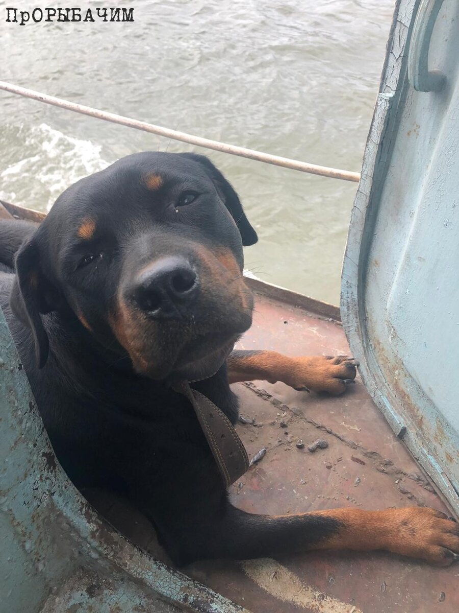 Честный был в восторге от нашего путешествия