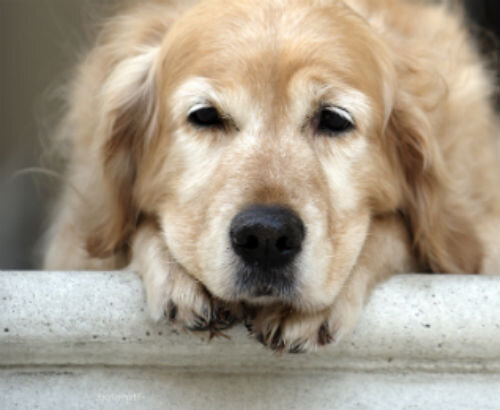 Артрит у собак – симптомы, причины и лечение