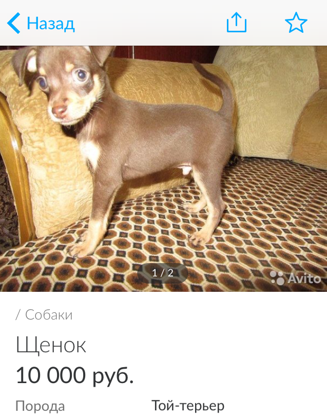Вот единственные фотографии маленького Ри (Скрин объявления с авито)