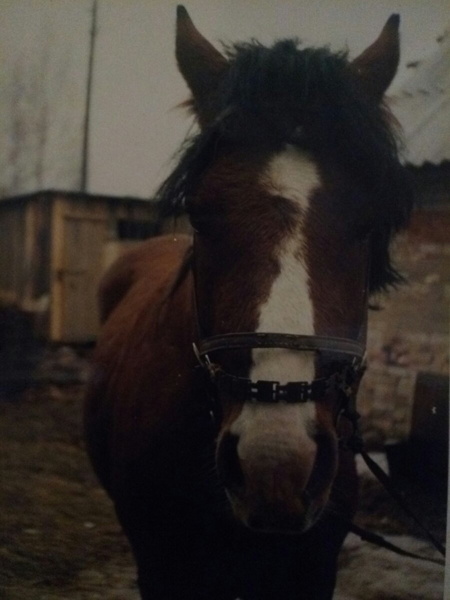 Вот он, конёк-горбунок...