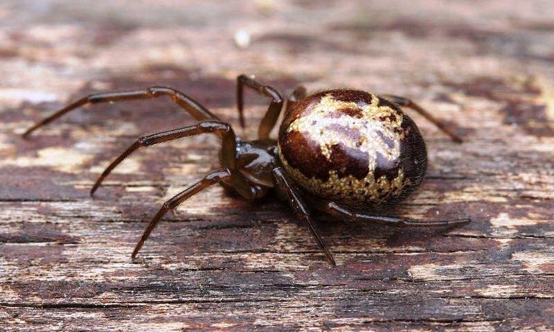 Коричневая вдова – пугливое существо и старается избегать конфликтов, но если ее спровоцировать, то укус почти гарантирован. Яд очень сильный, но она впрыскивает только его часть, и поэтому укус большой опасности не представляет. Обычно человек чувствует несильную боль, и в течение суток токсины из организма выводятся. Этот вид является “родственником” известной всем чёрной вдовы, узнать его можно по желтому или оранжевому рисунку на брюшке в виде песочных часов и по чёрным полосам на лапках. Распространен в Южной Америке и на юге США, в Азии, Австралии и на юге Африки. Самки гораздо крупнее самцов и намного опаснее. 
