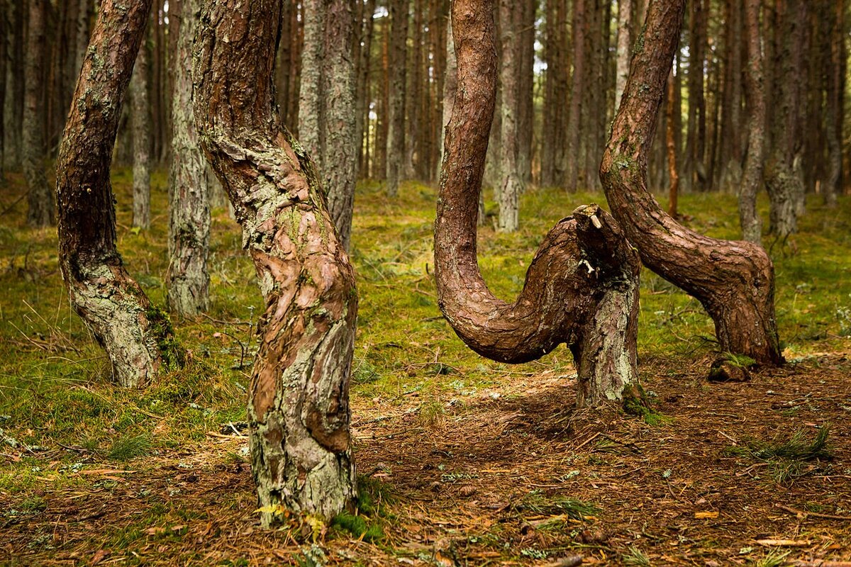 Куршская коса аномальная зона Танцующий лес