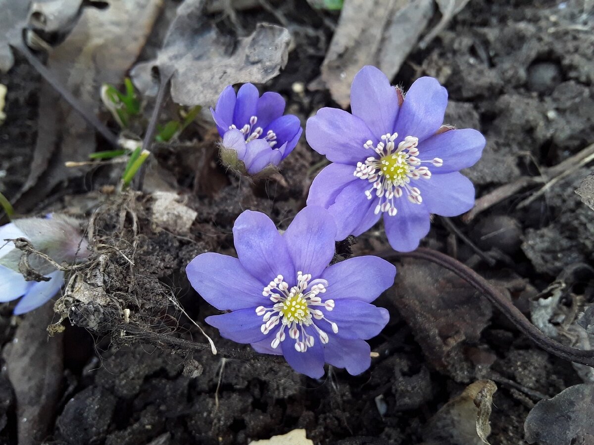 Печеночница благородная описание