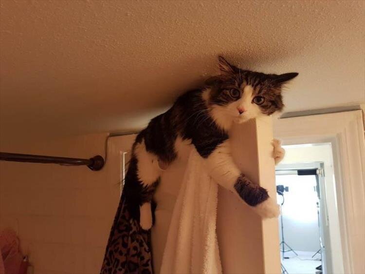 Как так достали хозяева в изоляции, что он решил спрятаться на двери. 