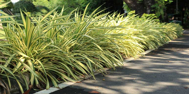 Хлорофитум  (Chlorophytum Comosum)