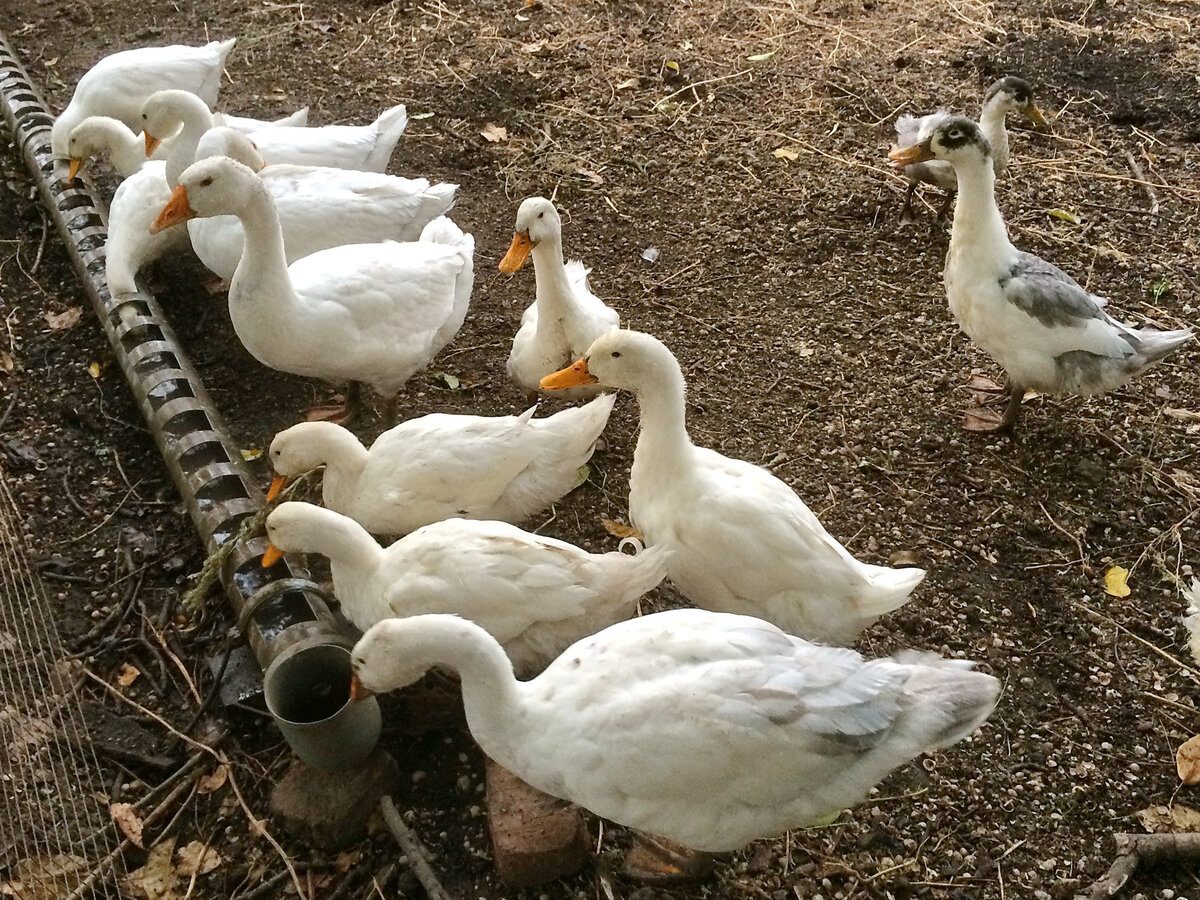 утки и гуси около поилки