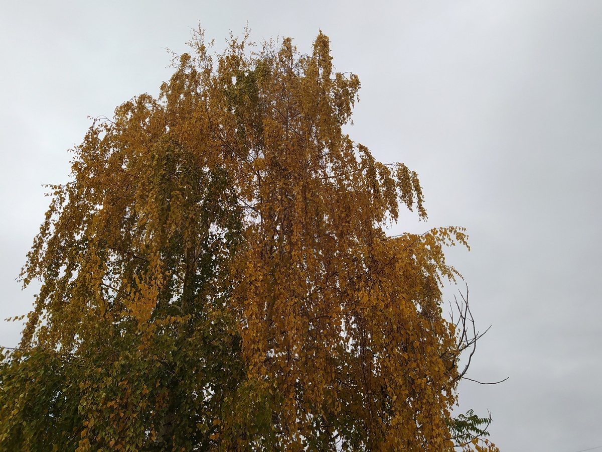 Детсва сладкая пора