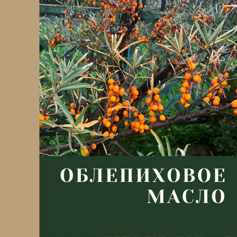 Облепиха - 5 полезных свойств. Делюсь рецептом облепихового масла.