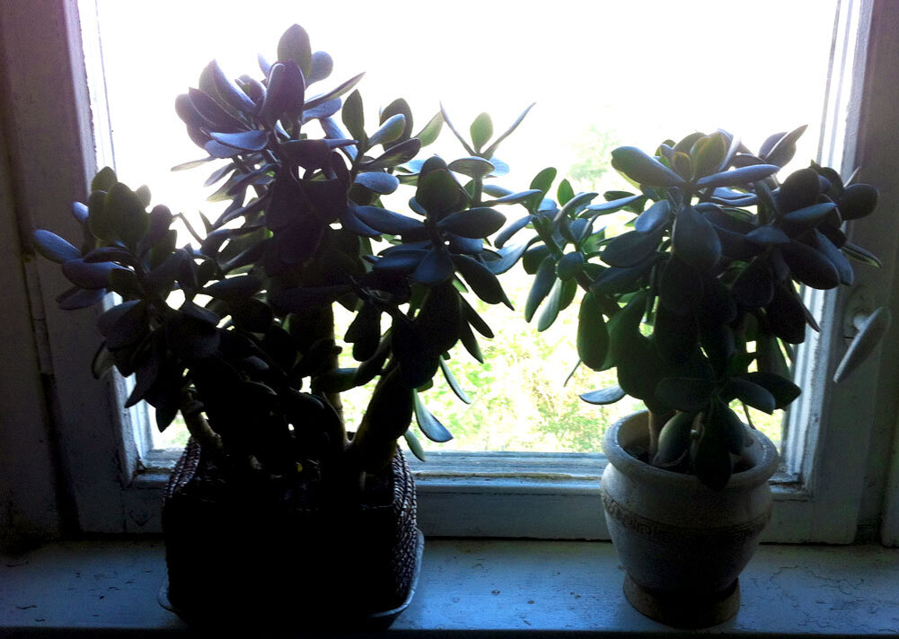 Денежные деревья автора - пристроены в добрые руки