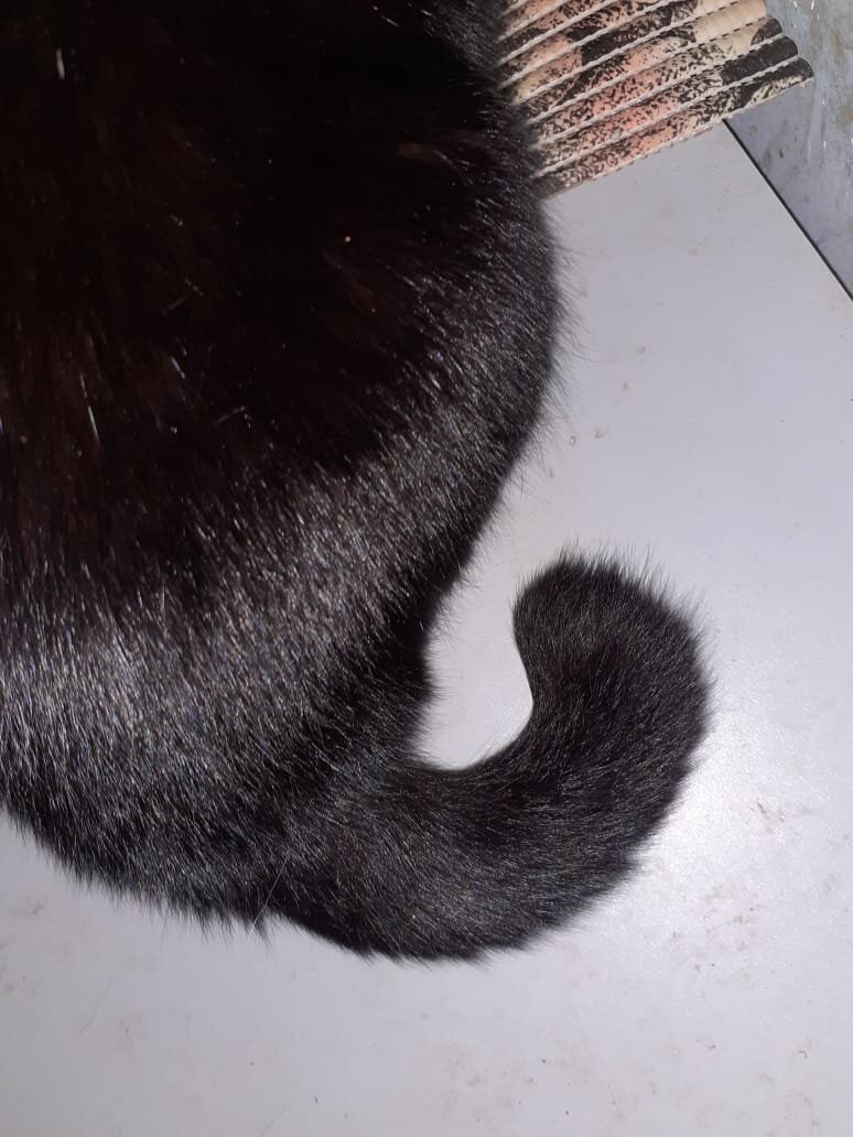 Вот такой маленький хвост у Фубли.