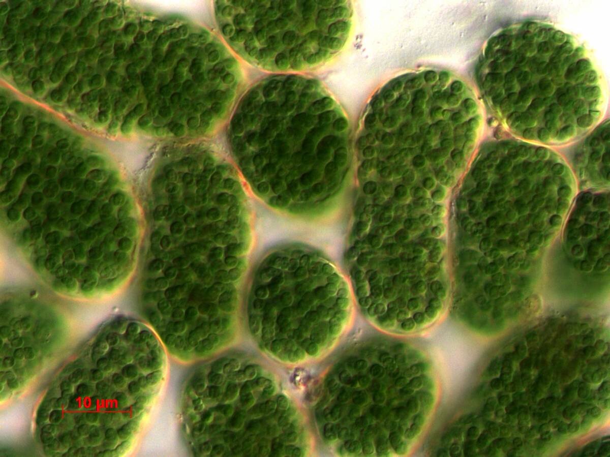 Цианобактерии