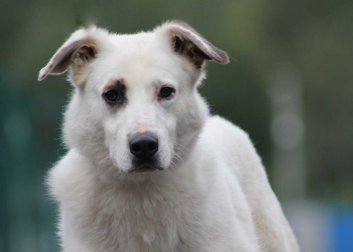 Наш необычный обитатель приюта Дио