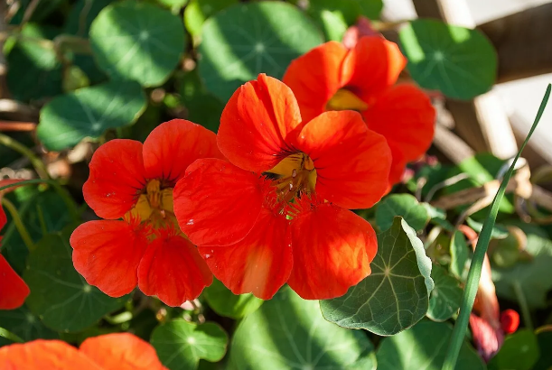 Настурция - настоящий вкусный лекарь!