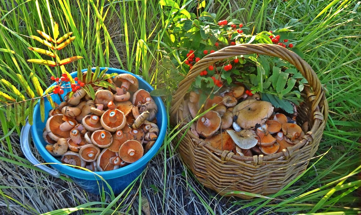 рыжики , фото автора