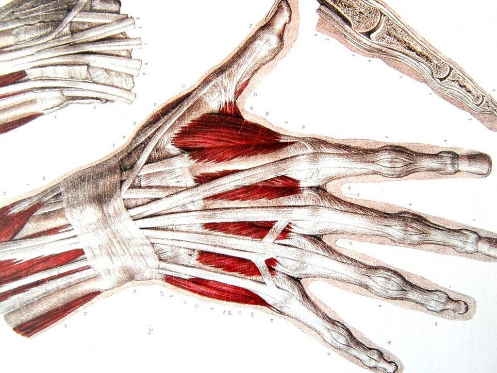 Сухожилия кисти руки человека в картинках