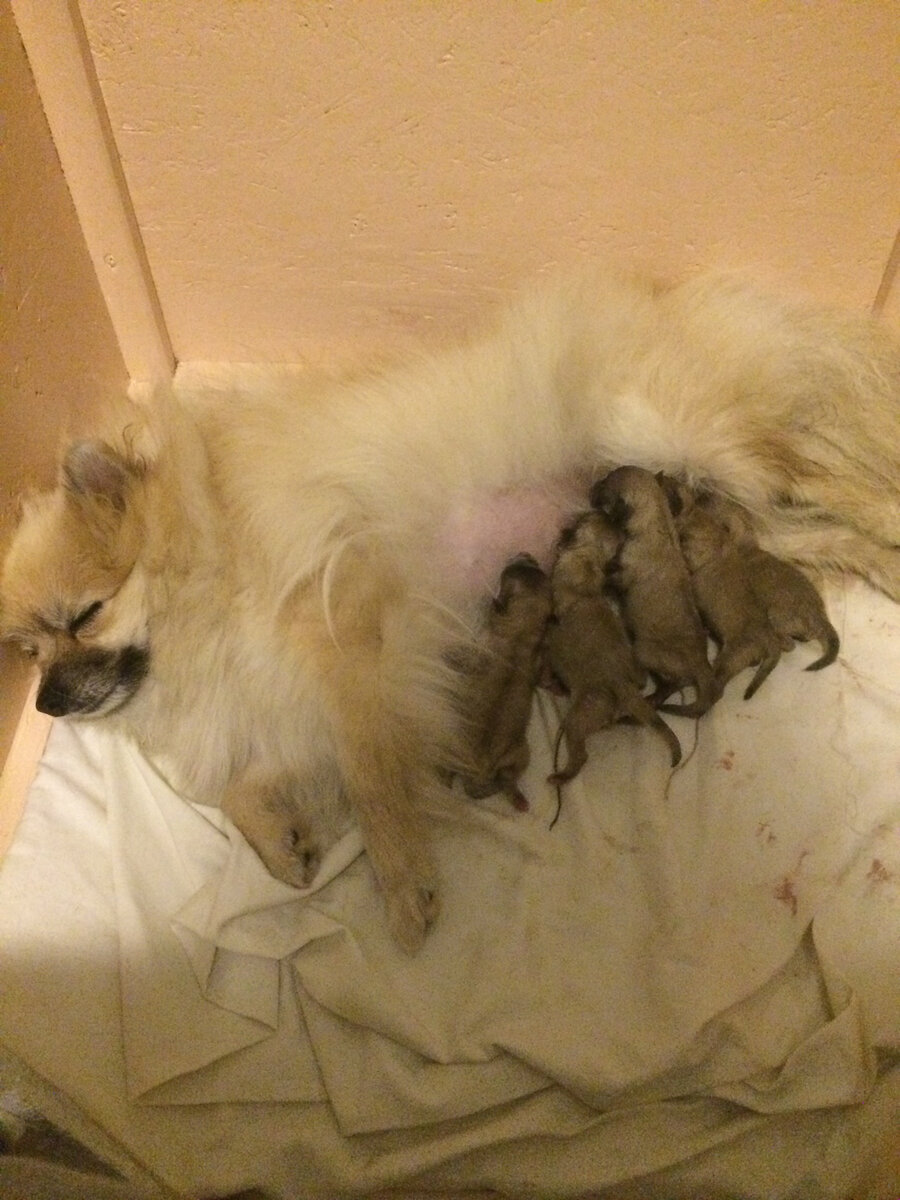 Первый час после родов