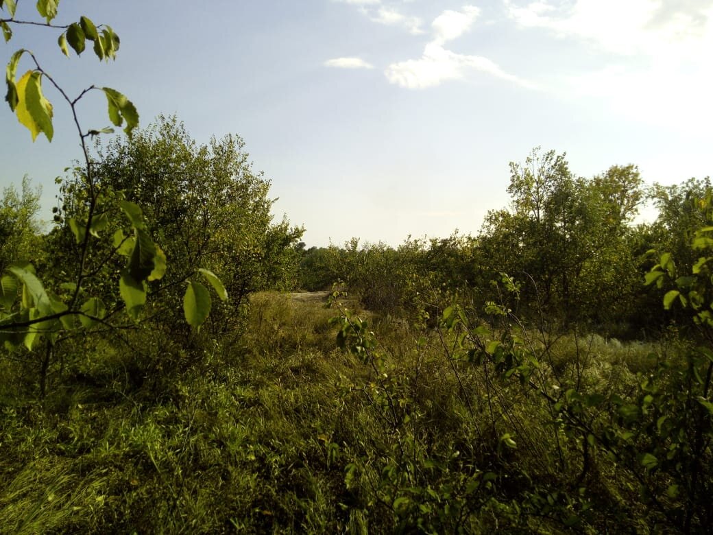   Немного заблудились. Фото сделала из зарослей. А там виднеется та дорога, по которой надо было ехать