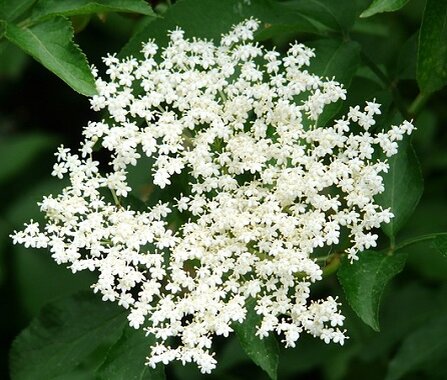 Бузина цветущая.
