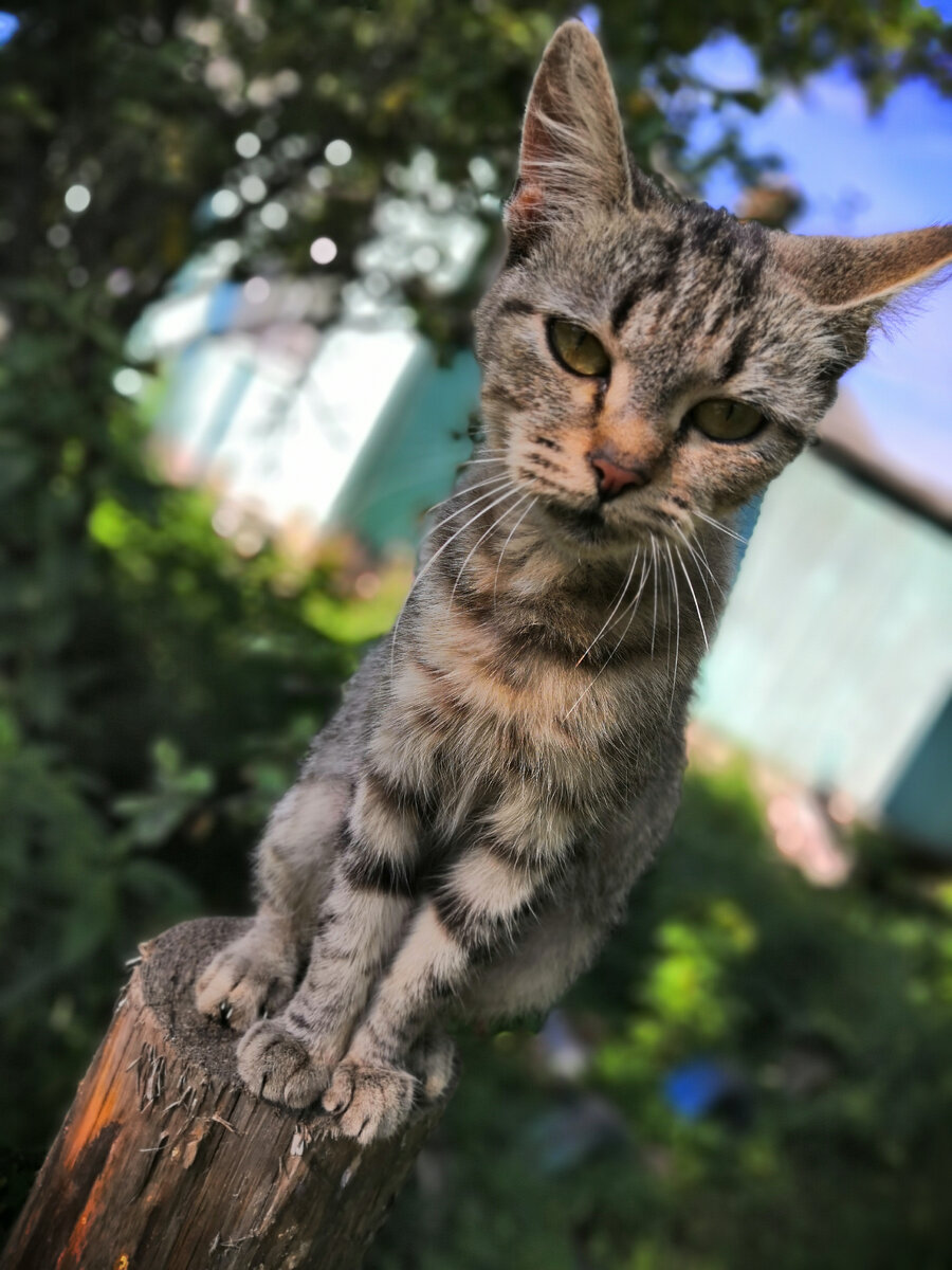 Тамара охраняет двор (третья фотография очень красивая)