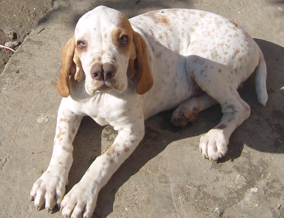 Молодой каталбурун (Фото: https://www.flickr.com/photos/pettribe/8240076771)