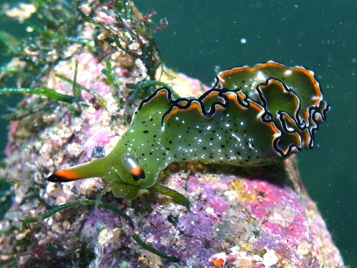 Слизень осьминог. Морская улитка (Elysia chlorotica). Морской СЛИЗЕНЬ Элизия Маргината. Моллюск Elysia marginata. Морской СЛИЗЕНЬ Elysia chlorotica красный.