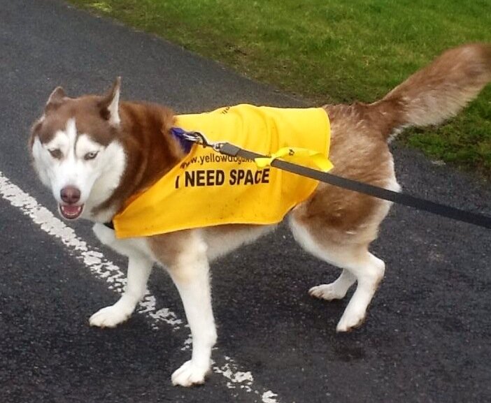 Перевод: "Мне нужно пространство" (Фото: https://www.advancevetcare.co.uk/Pleaseaddone1518.html)