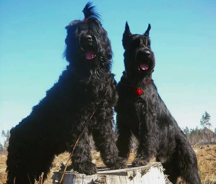 Слева русский черный терьер, справа - ризеншнауцер