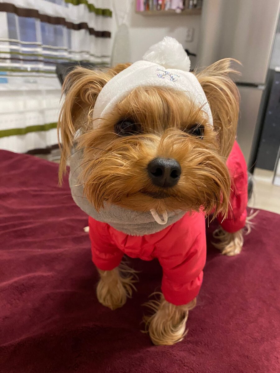 Йоркширский терьер 