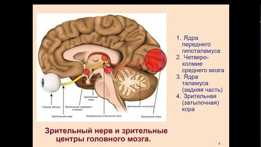 Download Video: Дубынин В. А. - Физиология сенсорных и двигательных систем - Зрение и мозг