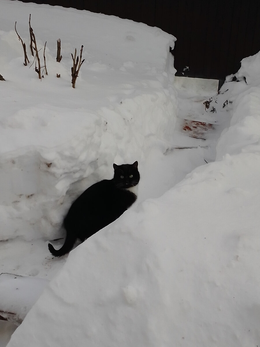 Много снега - к урожаю! Меряем сугробы котами. | Дневник заметок: от  асфальта до земли | Дзен