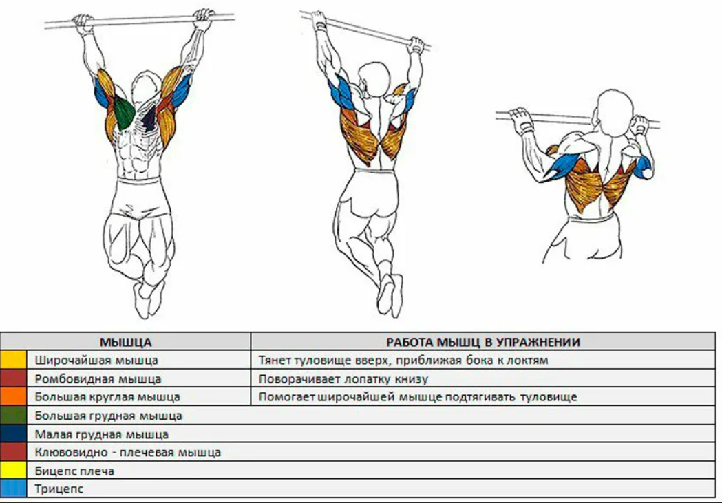 Как правильно подтягиваться на турнике. Какие мышцы работают при подтягивании на перекладине. Схема мышц при подтягивании. Мышцы работающие при подтягивании на турнике. Задействованные мышцы при подтягивании на перекладине.