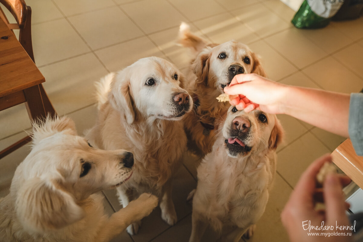 На фото наши любимые собаки.