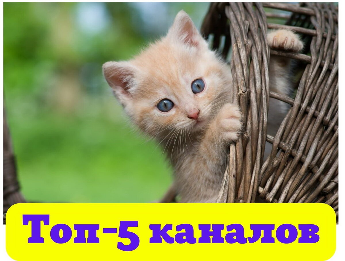 Изображение взято из открытых источников интернета.