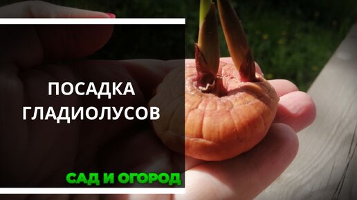 Посадка и выращивание гладиолусов