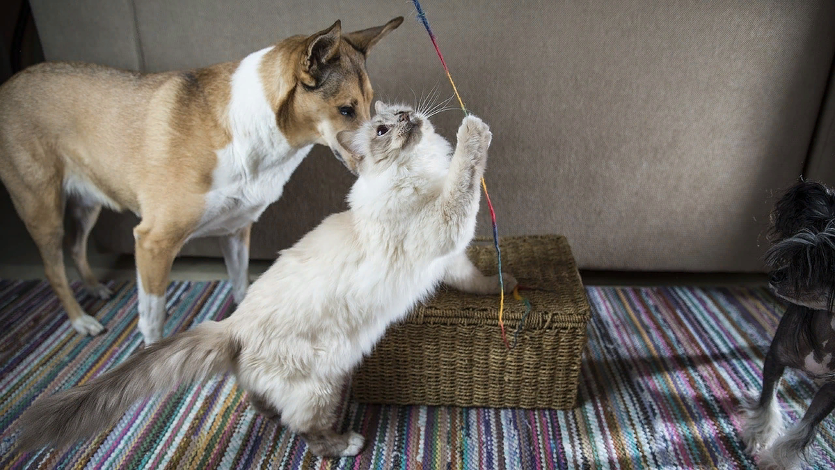 😺Какие породы кошек хорошо уживаются с собаками в одном доме | Нос, хвост,  лапы | Дзен