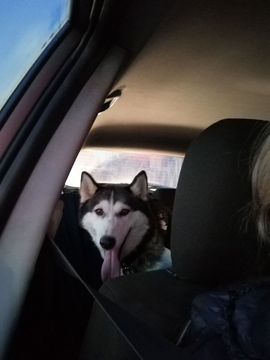 Дорога домой