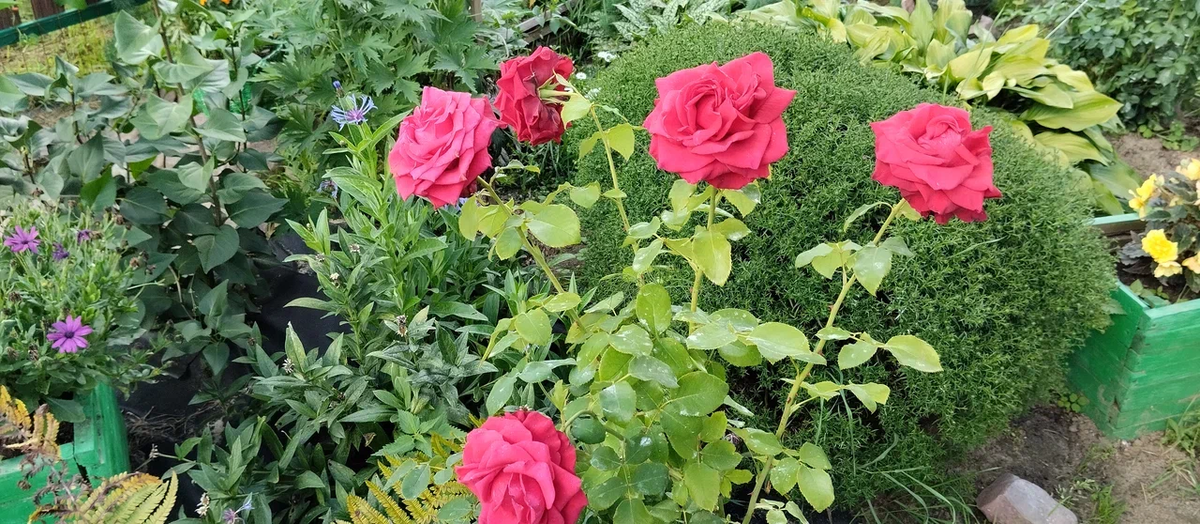 Фото цветов, конечно, не по теме. Но пусть уж будут лучше они, чем ничего, пустота