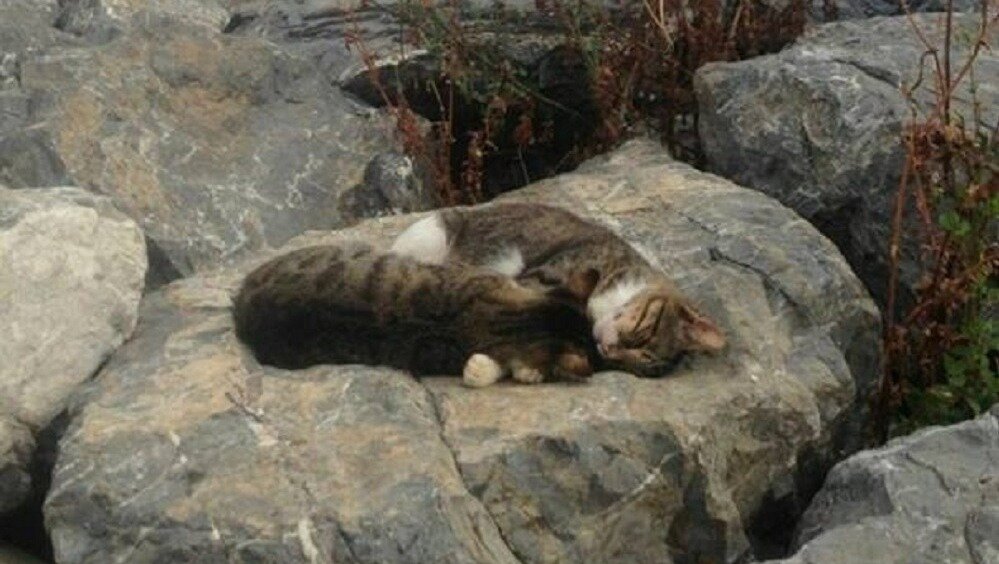     Два очаровательных котика решили поспать в обнимку на берегу моря в Приморье. Удивительно трогательную сцену заметили местные жители и поделились фотографиями в соцсетях.