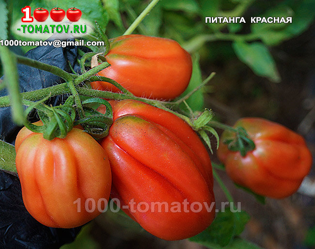 Томат   Питанга красная  Pitanga Red фото 1