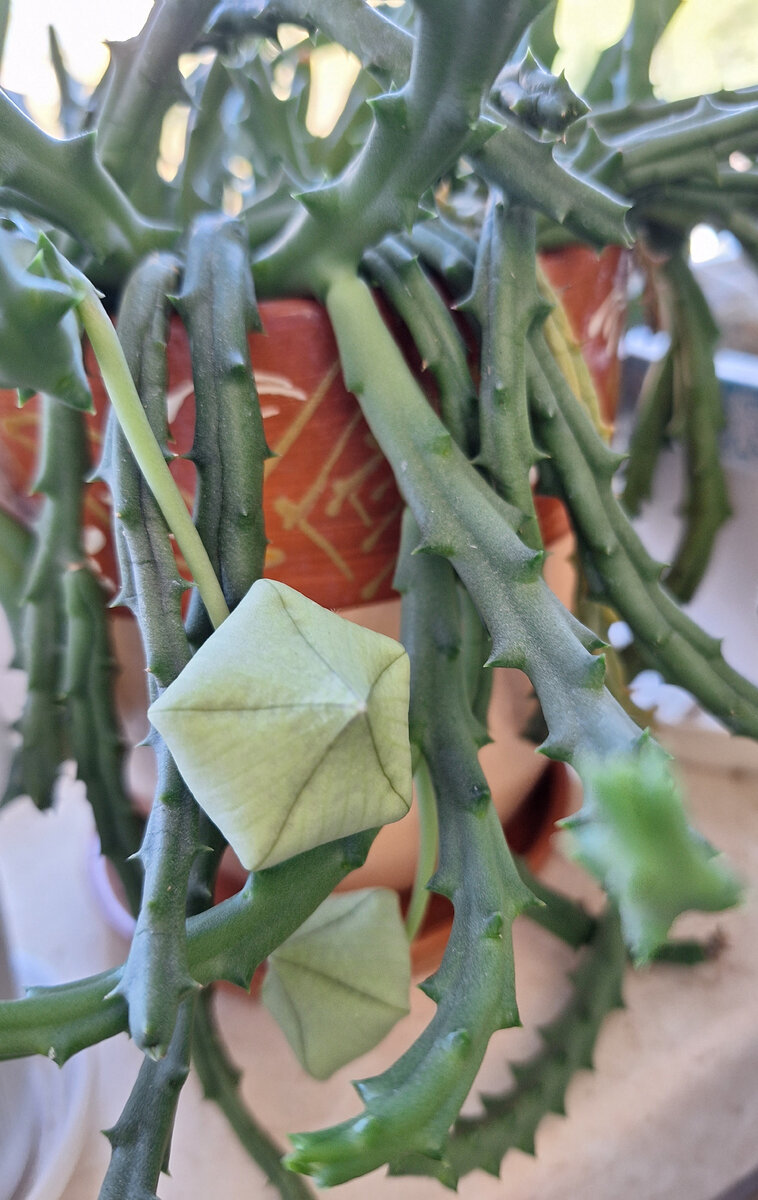 Здесь ещё бутоны. Наблюдаю дальше.