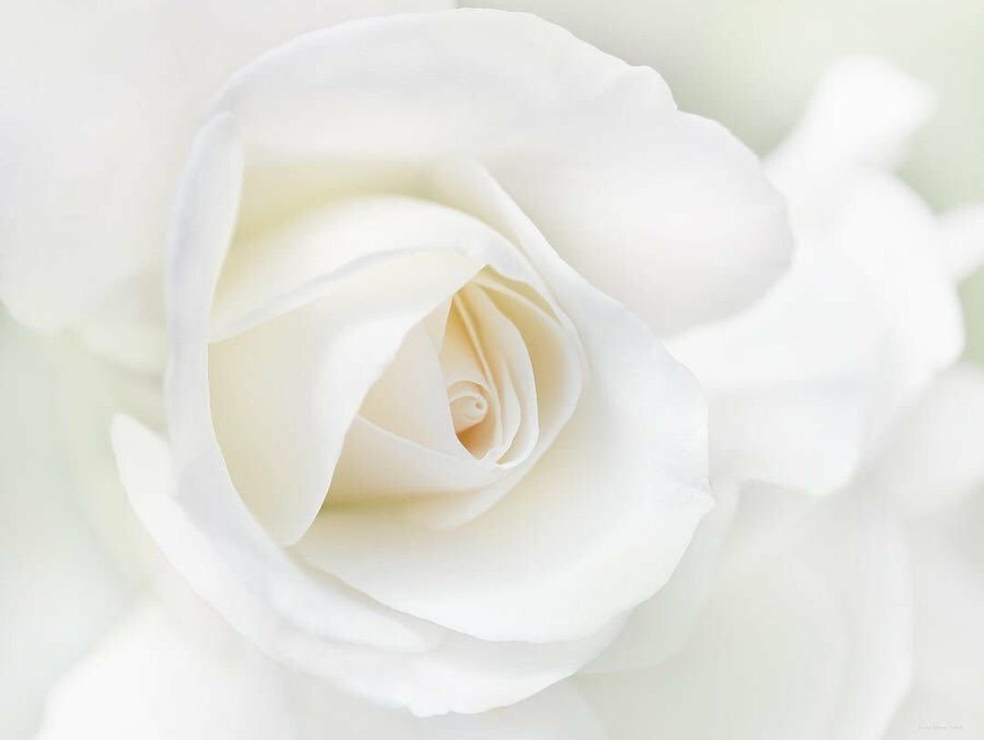 Только показались первые нежно белые. Бутон белой розы. Вайт Роуз. Белых в. "цвета".