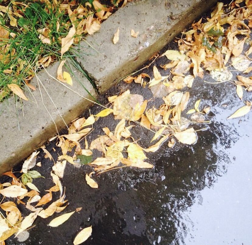 «У выхода он помешкал, не решаясь нырнуть в гущу огромных зонтов — этим летом самый модный аксессуар; словно разноцветные грибы, они разом раскрылись повсюду, загромождая тротуары и мешая проходу.» (Цитата из книги).